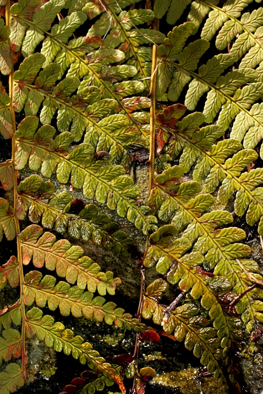 Ferns 1 